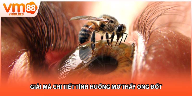 Giải mã chi tiết tính huống mơ thấy ong đốt